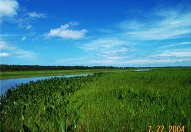 Wild rice growing in the Sloughs