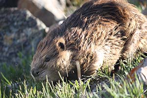 Colville Beaver