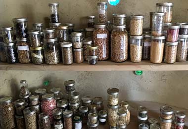 Seeds