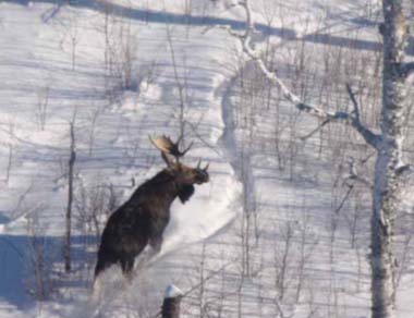 Moose