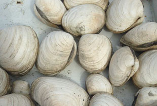 Butter Clams