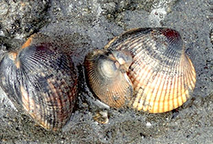 Native Clams