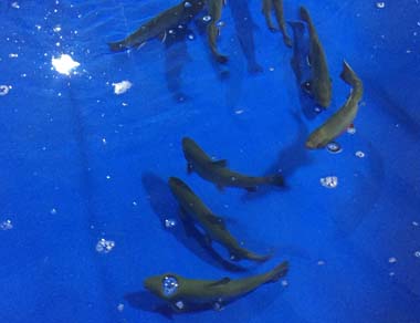 Water Trout