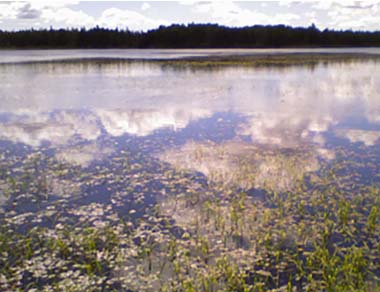 Wild Rice