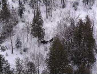 Moose Population