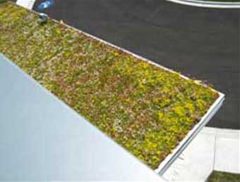 Roof Vegetation