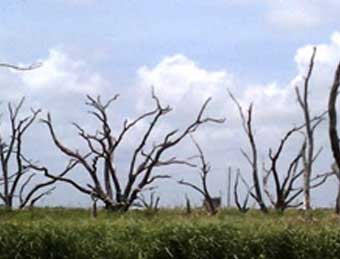 Ghost Forest