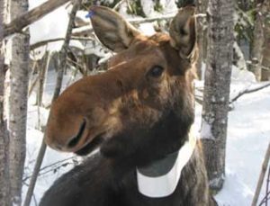 GP Moose