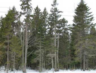 Spruce Tree