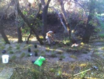 Zanja de Cola Creek plant restoration