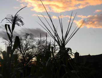 Corn Stalks