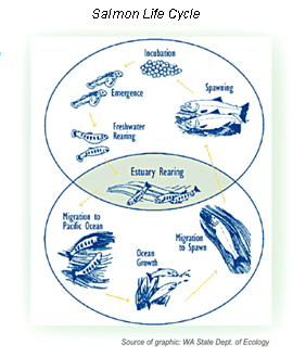 Salmon Life Cycle