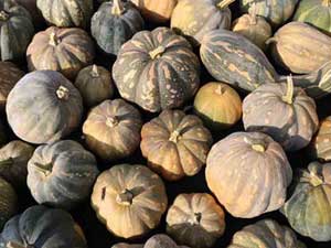 Native Seeds Cheese