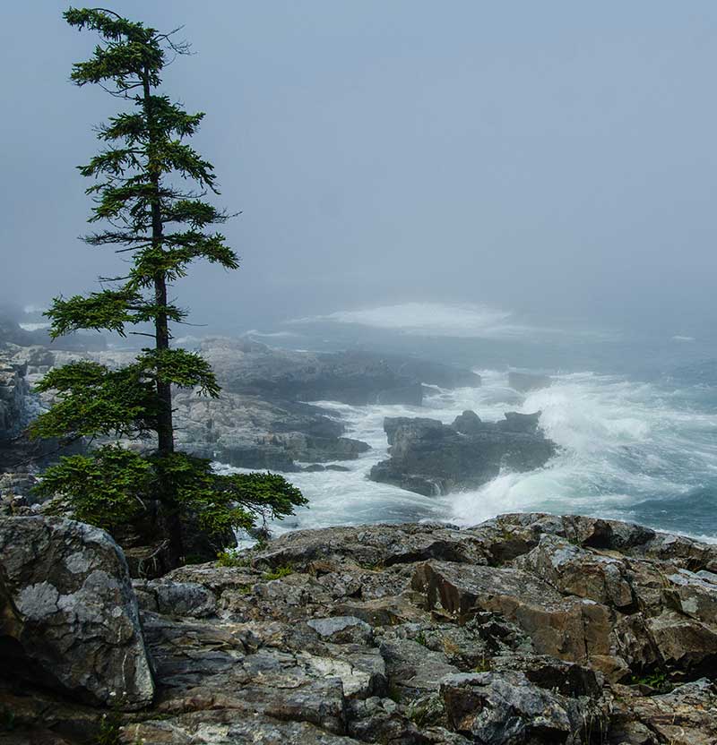 Ocean Tree