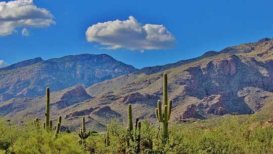 img-CactieClds img-CactieClds